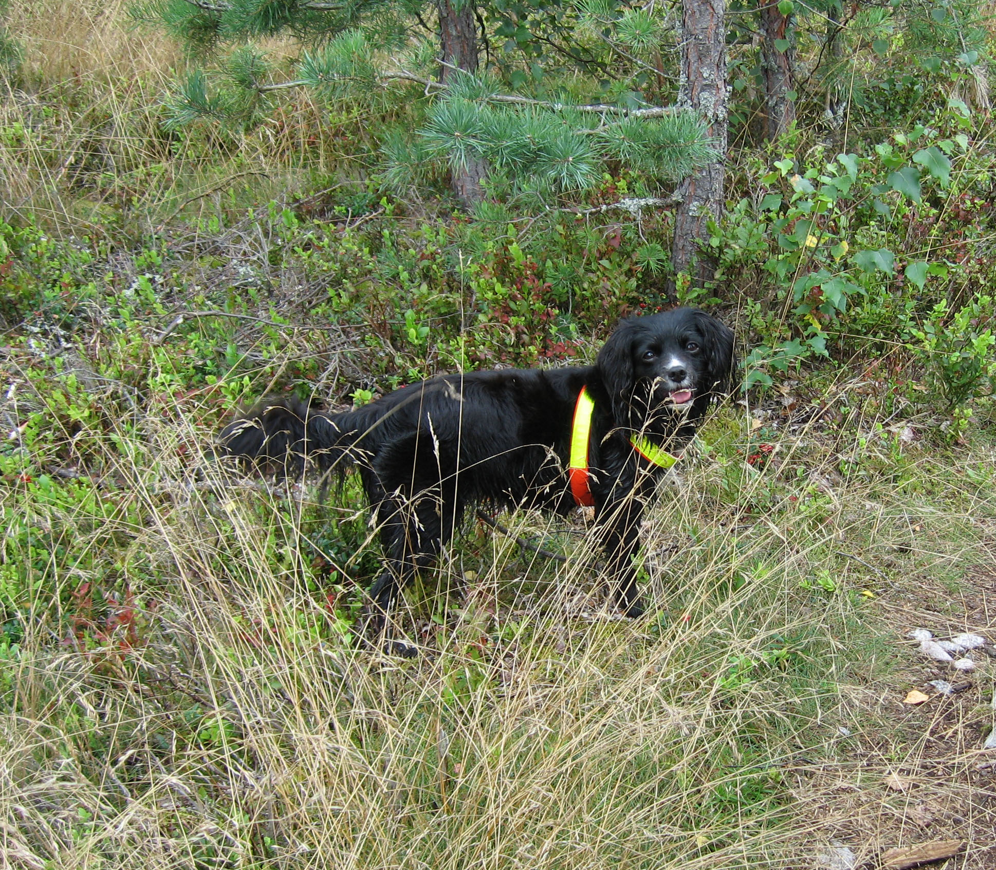 Kolan i Adelsö-djungel augusti 05