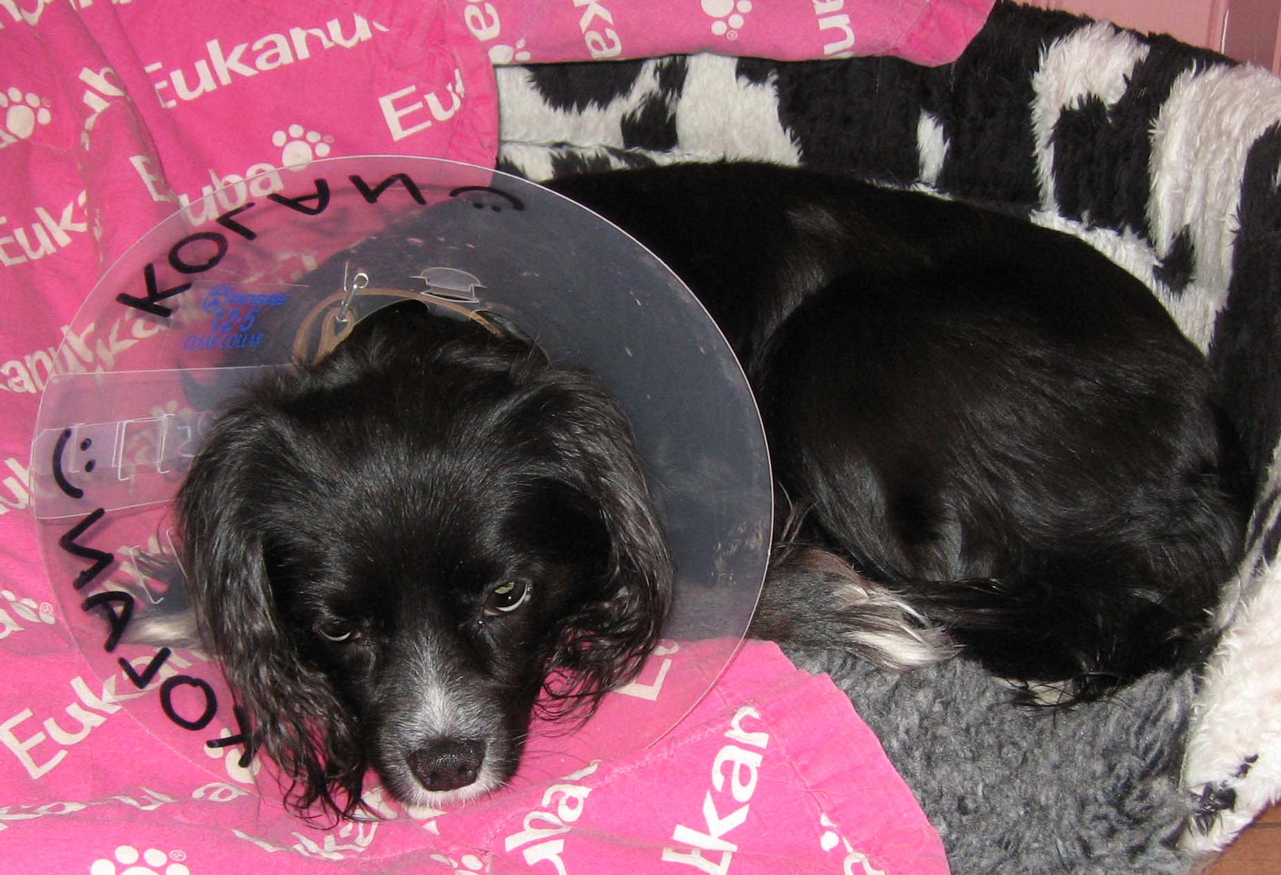 kolan i tratt efter operation