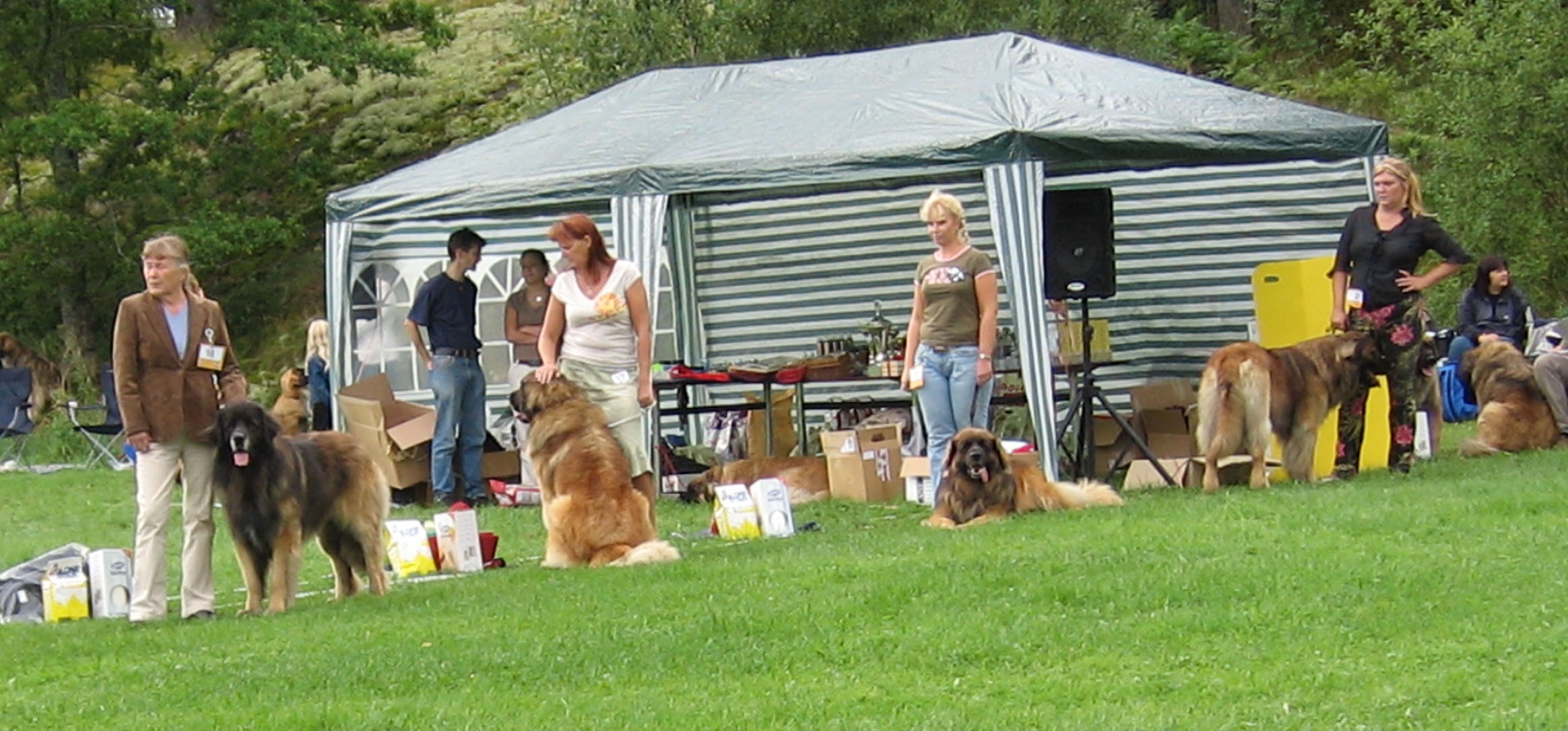 Leonberger-special på Värmdö 05