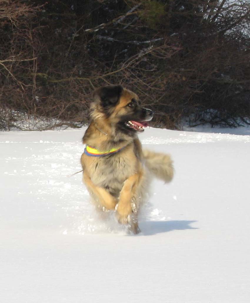 Semlan i snörus