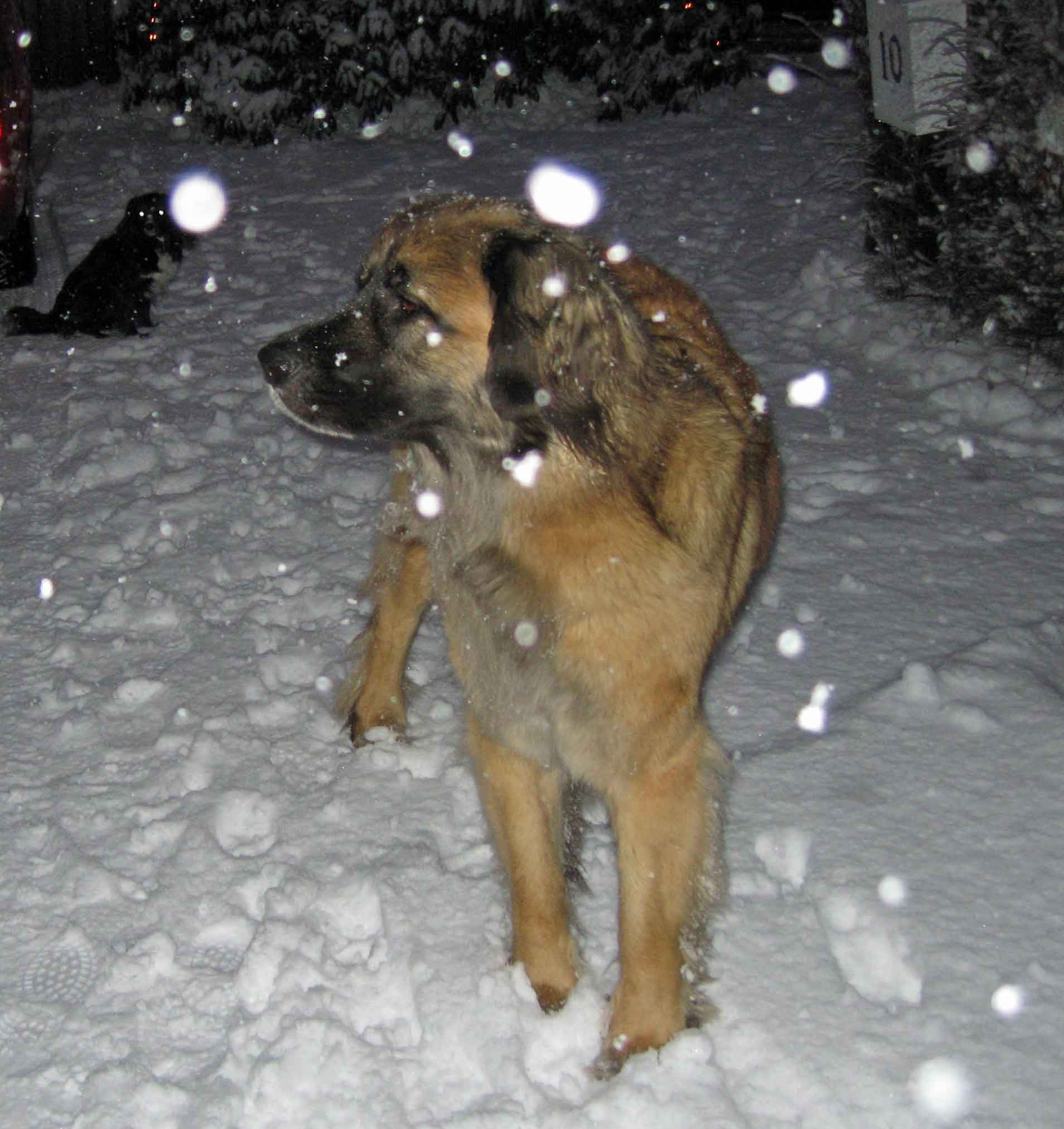 Kolan och Semlan i första riktiga snön i december.