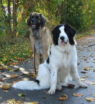 Semlan och Maya