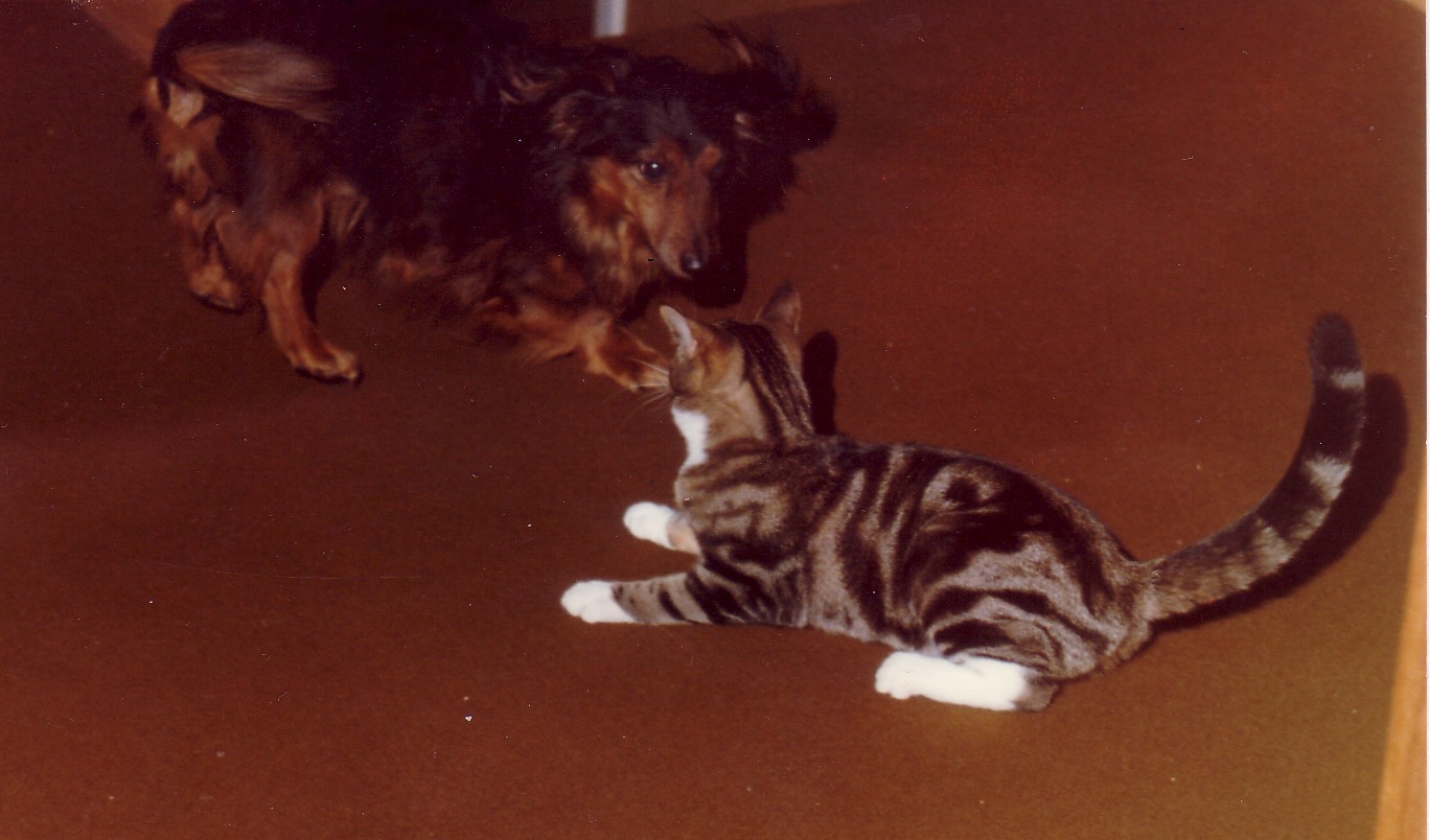 Toyen och Katt