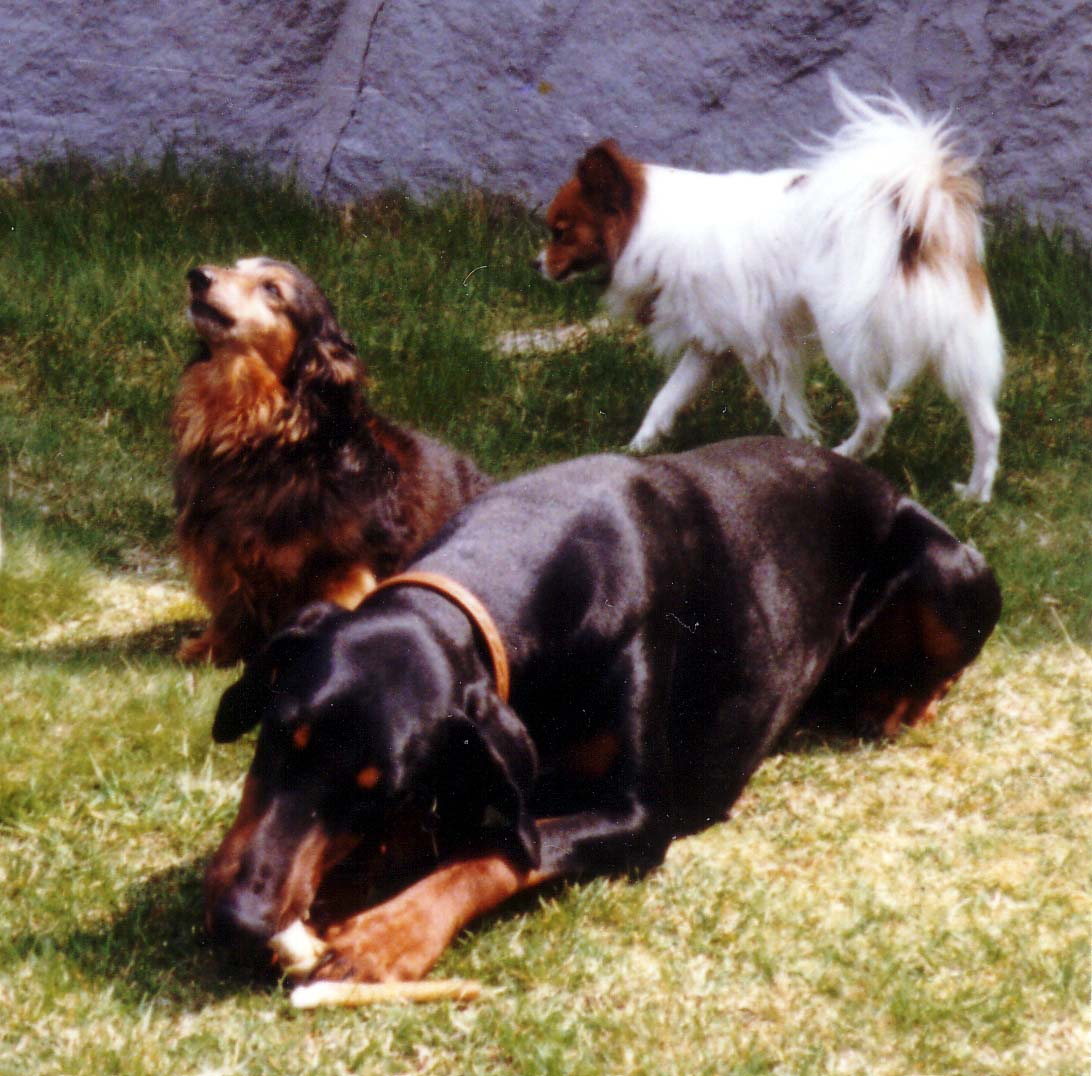 Toyen,Milly och Jocke